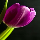 Obrázok užívateľa