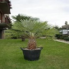 Obrázok užívateľa